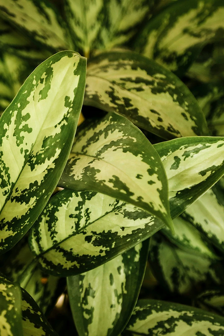 Aglaonema