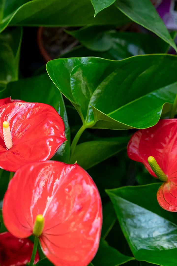 Anthurium