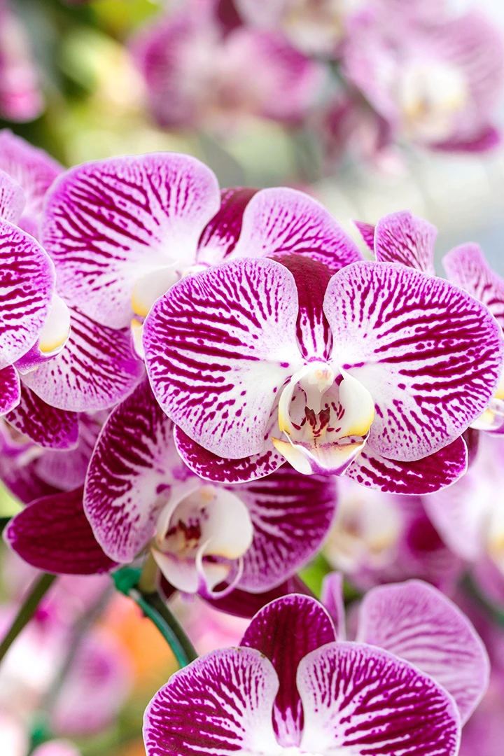 Orchids